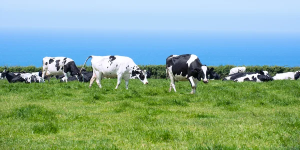 Dairy Cows In Cornwall — Stock Photo, Image