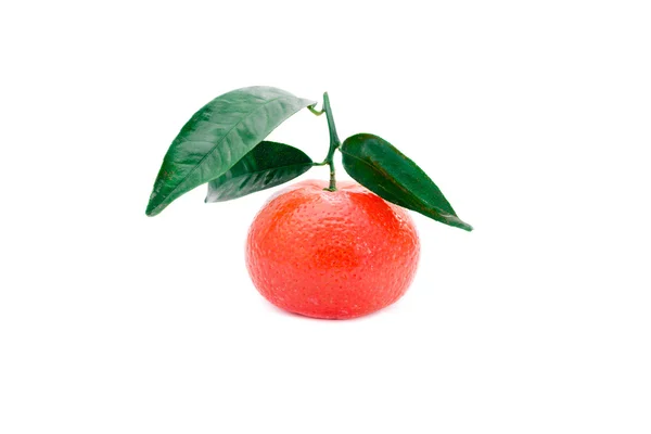 Tangerine over white — Stock Photo, Image