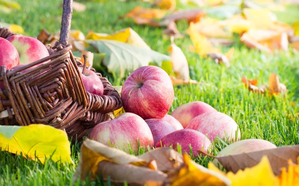 Apfelernte im Herbst — Stockfoto