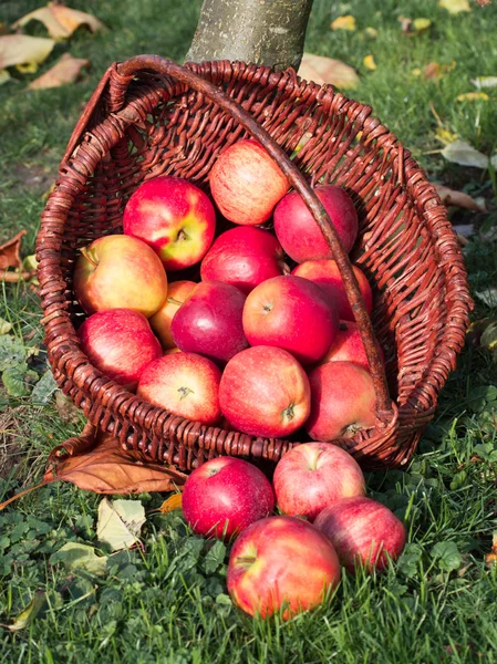 Apple harvest in autumn — Stock Photo, Image