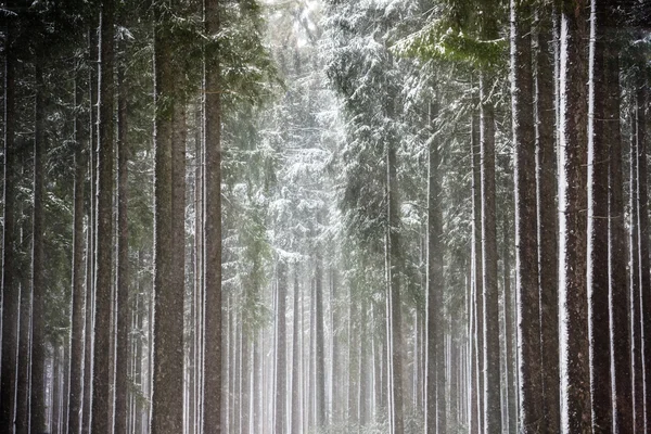 Rayons de soleil dans la forêt hivernale — Photo