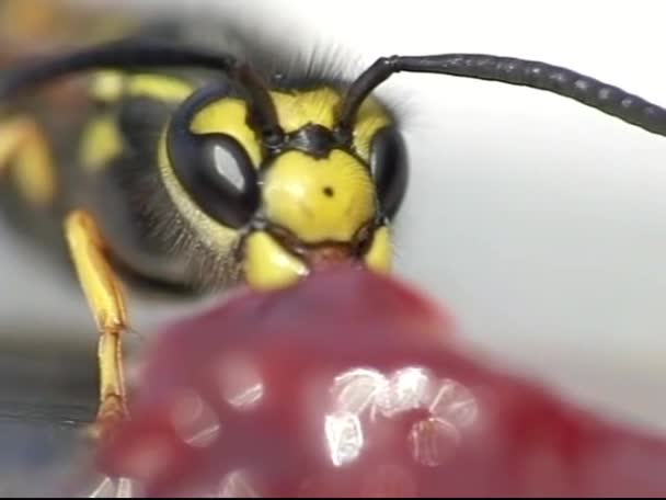 Wasp eating jelly — Stock Video