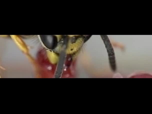 Wasp eating jelly — Stock Video