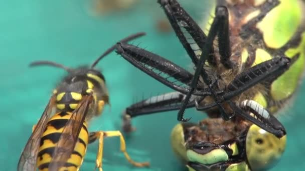 Guêpes mangeant une libellule — Video