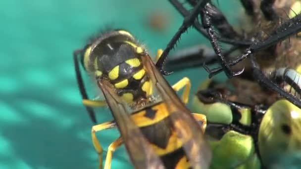 Wasps eating a dragonfly — Stock Video