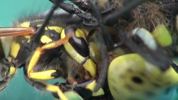 Avispas comiendo una libélula — Vídeos de Stock