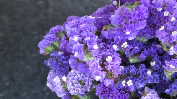 Purple flower — Stock Video