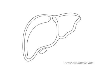 Karaciğer anatomisi. Sürekli çizgi çizimi. Hepatik sistem organı, sindirim safra kesesi organı. Vektör illüstrasyonu.