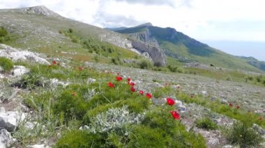 Kırım çiçek açan peonies