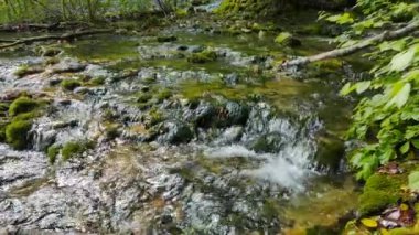 Moss, sencan-UZ Nehri