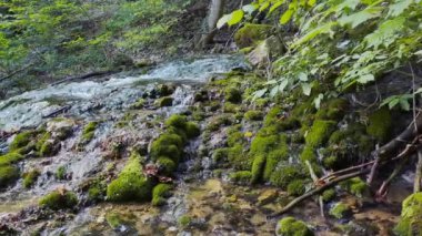 Moss, sencan-UZ Nehri