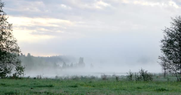 Густой утренний туман над болотом — стоковое видео