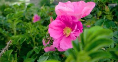 yabani gül çiçekleri