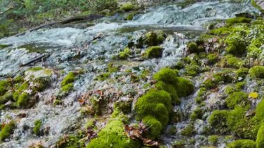 Moss, sencan-UZ Nehri