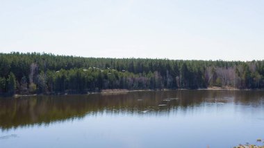 Rusya, Urallar. Ormanın arka planında kuş sürüsü. Gölün açık sularında uçan kuğu. Latince adı Cygnus cygnus. Bahar, Havadan Görünüm  