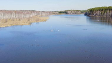 Rusya, Urallar. Gölün açık sularında uçan kuğu. Latince adı Cygnus cygnus. Bahar, Havadan Görünüm  