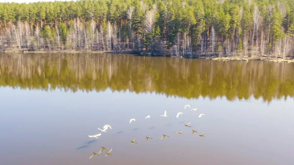 Rusia Los Urales Palmo Aves Bajo Sobre Agua Cisne Whooper — Foto de Stock
