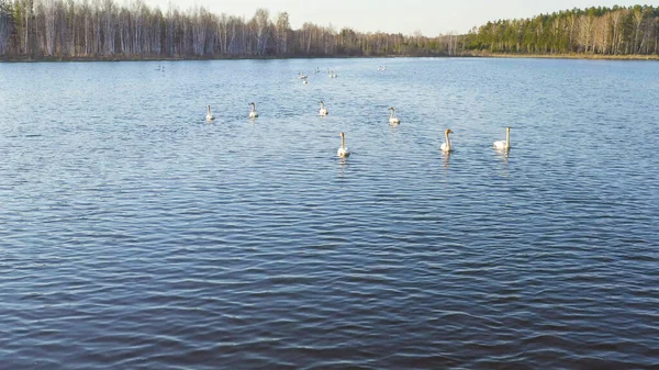 러시아 도시들 후퍼는 연못의 탁트인 물에서 수영을 했습니다 라틴어 Cygnus — 스톡 사진