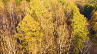 Günbatımında karışık ormanın üzerinde uçmak. Yekaterinburg çevresi. Ural, Rusya. 4K