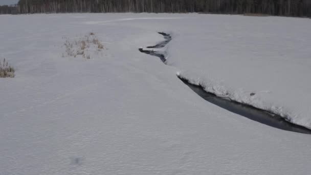 Volando en invierno sobre un pantano cubierto de bosque. Pequeño río en la nieve. 4K — Vídeos de Stock