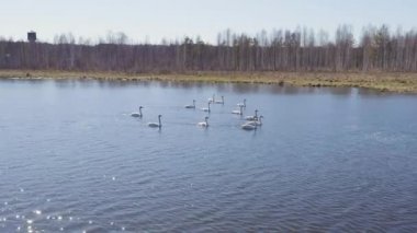 Rusya, Urallar. Gölün açık sularında uçan kuğu. Latince adı Cygnus cygnus. Bahar. 4K