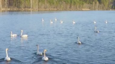 Dolly zoom. Rusya, Urallar. Gölün açık sularında uçan kuğu. Latince adı Cygnus cygnus. Bahar
