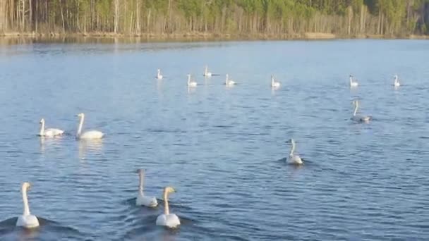 Dolly ráközelít. Oroszország, az Urál. Whooper hattyú a tó nyílt vizén. Latin név Cygnus cygnus. Tavasz — Stock videók