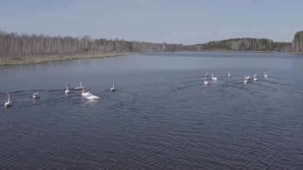 ロシア、ウラル。池のオープンウォーターで誰が白鳥。ラテン語名Cygnus cygnus 。春だ。4K — ストック動画