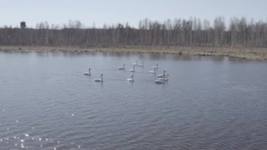 Rusya, Urallar. Gölün açık sularında uçan kuğu. Latince adı Cygnus cygnus. Bahar. 4K
