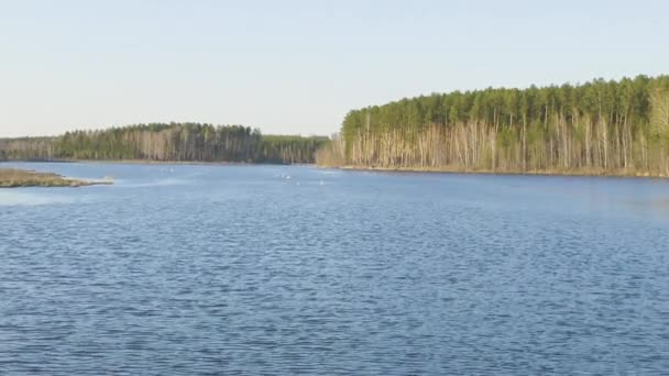 Dolly zoom. Russland, der Ural. Singschwäne auf dem offenen Wasser des Teiches. Lateinischer Name Cygnus cygnus. Frühling — Stockvideo
