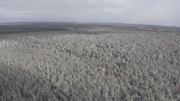 Voar sobre a floresta de pinheiros. Neve nas árvores. Nuvens e sol. 4K — Vídeo de Stock