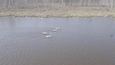Rusya, Urallar. Gölün açık sularında uçan kuğu. Latince adı Cygnus cygnus. Bahar. 4K