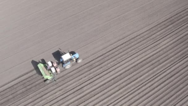 La Russie, l'Oural. Planter des pommes de terre sur le terrain avec une moissonneuse-batteuse. Le printemps. 4K — Video