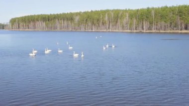 Rusya, Urallar. Gölün açık sularında uçan kuğu. Latince adı Cygnus cygnus. Bahar. 4K