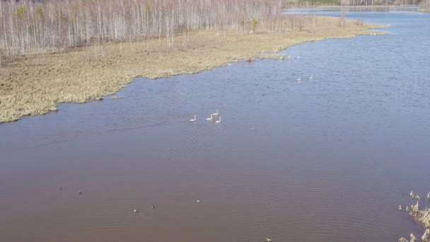 Ryssland, Uralbergen. Whooper svan på öppet vatten i dammen. Latinskt namn Cygnus cygnus. Våren. 4K — Stockvideo