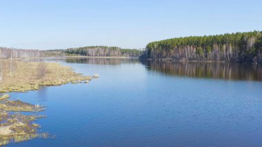 Rusya, Urallar. Kuşlar havalanıyor. Gölün açık sularında uçan kuğu. Latince adı Cygnus cygnus. Bahar, Havadan Görünüm  