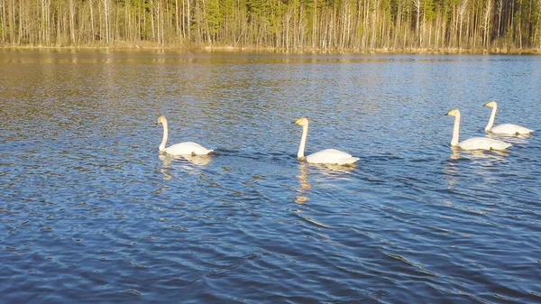 Rusko Uraly Whooper Labuť Otevřené Vodě Rybníka Latinské Jméno Cygnus — Stock fotografie