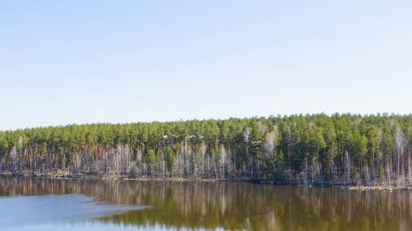 Rusya, Urallar. Ormanın arka planında kuş sürüsü. Gölün açık sularında uçan kuğu. Latince adı Cygnus cygnus. Bahar, Havadan Görünüm  