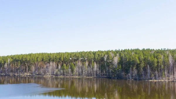 Rússia Urais Período Pássaros Fundo Floresta Cisne Quem Quer Que — Fotografia de Stock