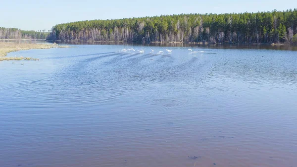 러시아 도시들 새들이 날아간다 후퍼는 연못의 탁트인 물에서 수영을 했습니다 — 스톡 사진