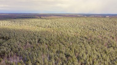 Çam ormanının üzerinden uçmak. Ağaçlarda kar var. Bulutlar ve güneş, Hava Görüntüsü  