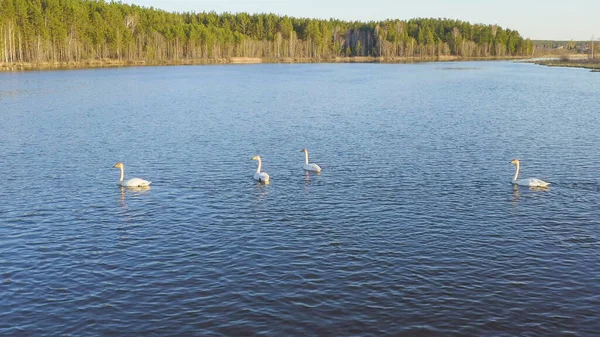 Russland Der Ural Singschwäne Auf Dem Offenen Wasser Des Teiches — Stockfoto