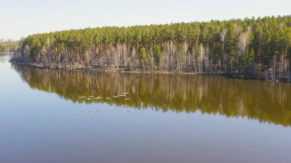 Rússia Urais Período Aves Baixas Sobre Água Cisne Quem Quer — Fotografia de Stock