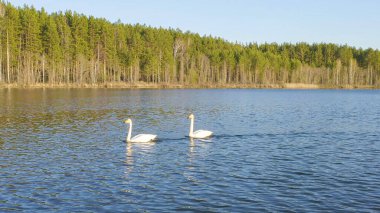 Rusya, Urallar. Gölün açık sularında uçan kuğu. Latince adı Cygnus cygnus. Bahar, Havadan Görünüm  