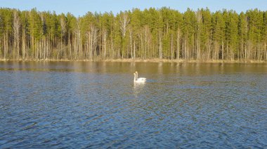 Rusya, Urallar. Gölün açık sularında uçan kuğu. Latince adı Cygnus cygnus. Bahar, Havadan Görünüm  