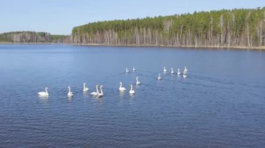 Rusya, Urallar. Gölün açık sularında uçan kuğu. Latince adı Cygnus cygnus. Bahar. 4K