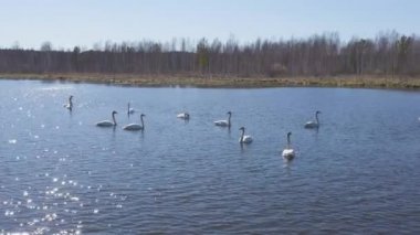 Rusya, Urallar. Gölün açık sularında uçan kuğu. Latince adı Cygnus cygnus. Kur yapma oyunları. Bahar. 4K