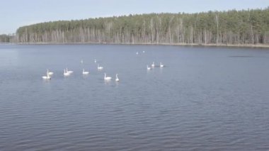 Rusya, Urallar. Gölün açık sularında uçan kuğu. Latince adı Cygnus cygnus. Bahar. 4K