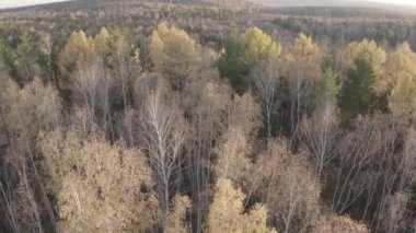 Günbatımında karışık ormanın üzerinde uçmak. Yekaterinburg çevresi. Ural, Rusya. 4K