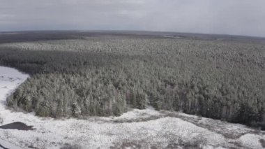 Çam ormanının üzerinden uçmak. Ağaçlarda kar var. Bulutlar ve güneş. 4K